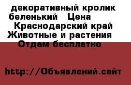 декоративный кролик беленький › Цена ­ 100 - Краснодарский край Животные и растения » Отдам бесплатно   